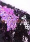 Purple Sequin Wedding Groom Blazers Jackets for Men 4